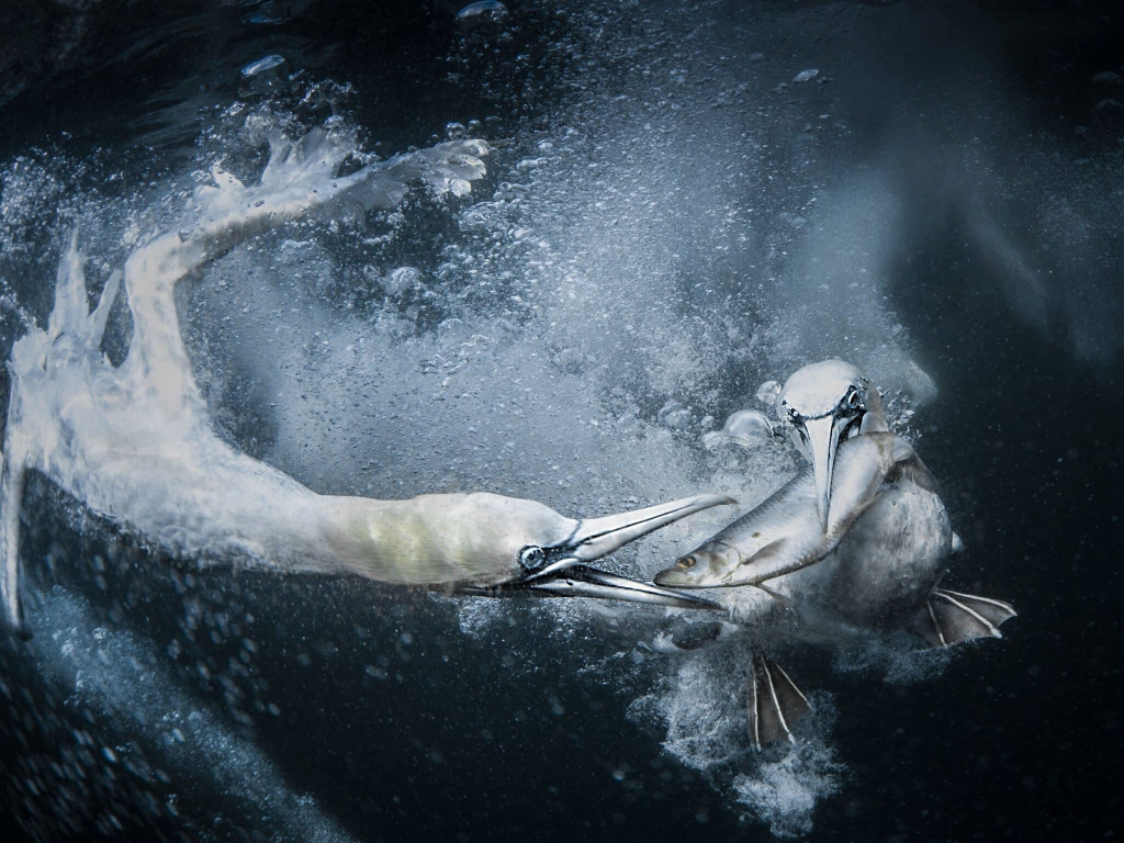 GOLD-TraceyLund_UnderwaterGannets-scaled.jpeg