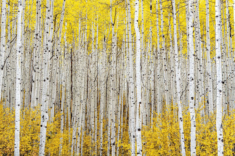 SILVER-RobertRoss_Aspenttrees.jpeg